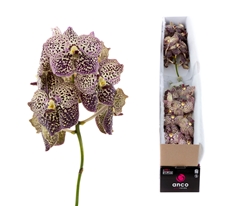 Vanda Su Oce Sangria 25cm