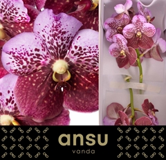Vanda Di Pink Mahoga 30cm