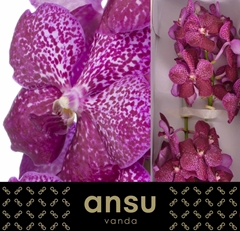 Vanda Su Mag Glitter 25cm