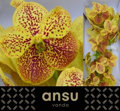 Vanda Su Banana Spot 30cm