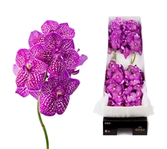 Vanda Su Lipstick 25cm