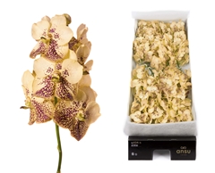 Vanda Su Yel Henna 20cm