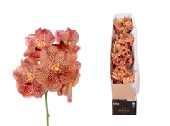 Vanda Su Leop Tanger 25cm