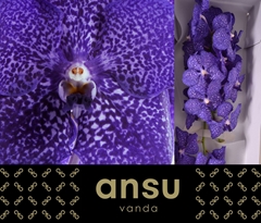 Vanda Su Blueb Smoot 20cm