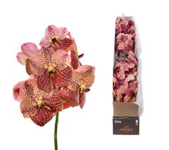 Vanda Su Leop Coral 25cm
