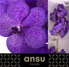 Vanda Dark Blue Magi 20cm