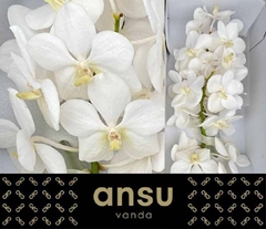 Vanda Tayan Opal Whi 20cm