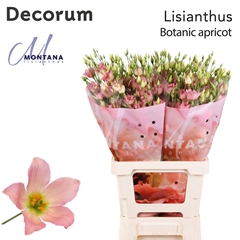 Eus G Botan Apricot 70cm