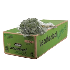 Leatherleaf 50cm