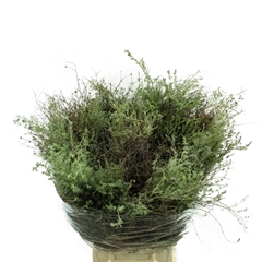 Decogroen Ov Bs 50cm