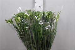 Fr Du Versailles 60cm 22gram 23