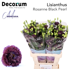 Eust G Rosan Black Pearl 70cm