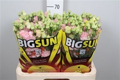 Eust G Alissa Pink 70cm