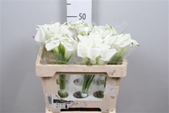 Zant Crystal Blush 50cm