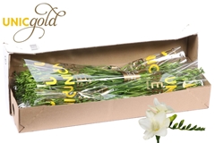 Fr En Ambiance 54cm 20gram 13