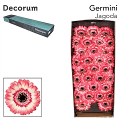 Ge Mi Jagoda 45cm 7cm Ø