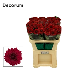 Chr G Lamira Red 70cm 95gram