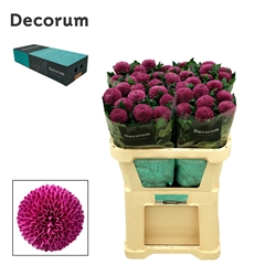 Chr G Roxo 70cm 85gram
