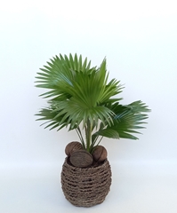 Livistona Rotundifol 19Ø 50cm