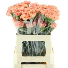 Di St Megan 55cm 23