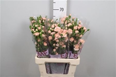 Di Tr Hamada 65cm 23