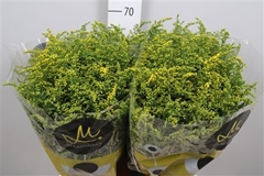 Soli Carzan Glory 70cm 40gram