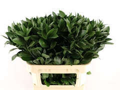 Ruscus Hypophyllum 80cm 50stem