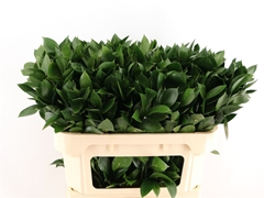 Ruscus Hypophyllum 70cm 50stem