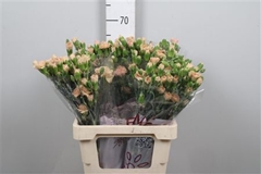 Di Tr Cinnamon 65cm 23