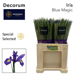 Iris Blue Magic 60cm 36gram