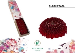 Gebera Mb Pom Black Pearl 45cm 7cm Ø
