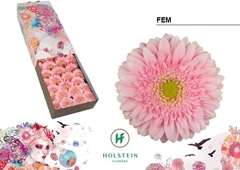 Ge Gr Fem 45cm 10cm Ø