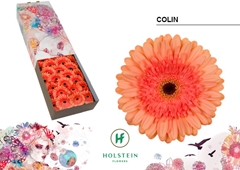 Ge Gr Colin 45cm 10cm Ø