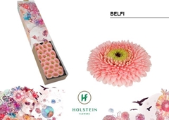 Ge Pomponi Belfi 45cm 7cm Ø