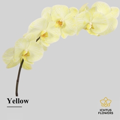 Phal Other Per Tak 75cm