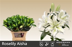 Li Or Du Rl Aisha 85cm 45+