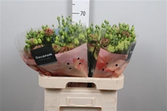 Eus G R L Terracotta 70cm