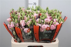 Eus G Lisanne L Pink 70cm