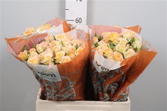R Tr Sweet Chablis 60cm 65+