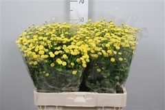 Tana Pa Amazone 60cm 23