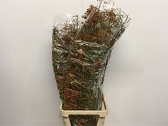 Rosa Corallo 120cm