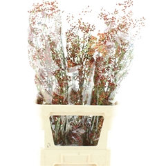 Rosa Corallo 90cm
