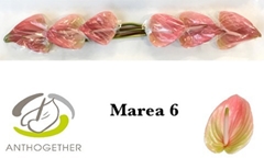 Anth Marea 13cm Ø