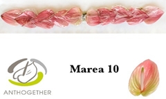 Anth Marea 9cm Ø