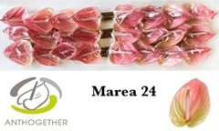 Anth Marea 11cm Ø