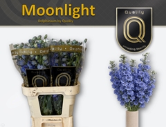 Delph El Delp Moonli 90cm 23