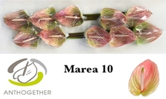 Anth Marea 15cm Ø