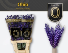 Delph El Delp Ohio 90cm 23
