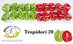 Anth A Tropidor Gem 9cm Ø