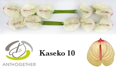 Anth A Kaseko 15cm Ø